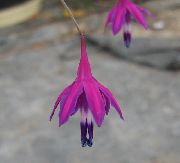 purpurs Zieds Koraļļu Pilieni (Bessera elegans) foto