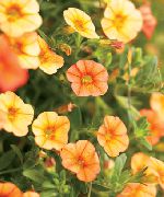 oranžový Kvetina Calibrachoa, Milión Zvončeky  fotografie