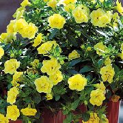 žlutý Květina Calibrachoa, Milion Zvonky  fotografie