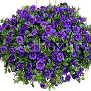 modrý Květina Calibrachoa, Milion Zvonky  fotografie