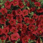 црвен Цвет Цалибрацхоа, Милион Звона (Calibrachoa) фотографија
