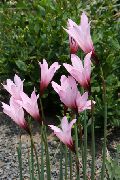 розе Цвет Киша Лили (Habranthus) фотографија