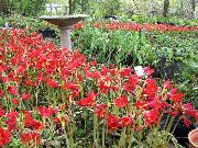 czerwony Kwiat Rodofiala (Rhodophiala) zdjęcie