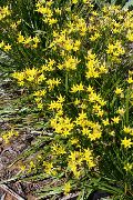 κίτρινος λουλούδι Ψευδείς Σκόρδο (Nothoscordum) φωτογραφία