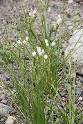 λευκό λουλούδι Ψευδείς Σκόρδο (Nothoscordum) φωτογραφία