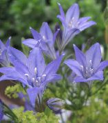 γαλάζιο λουλούδι Γρασίδι Παξιμάδι, Ithuriel Είναι Δόρυ, Καλάθι Wally (Brodiaea laxa, Triteleia laxa) φωτογραφία