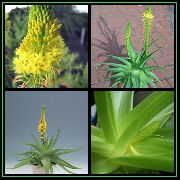 gul Blomst Bulbine, Bulbinella, Brænde Gelé Plante, Forfulgt Bulbine, Orange Bulbine  foto