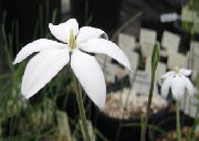 белы Кветка Мілі (Milla biflora) фота