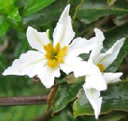 bianco Fiore Gloria Del Sole (Leucocoryne) foto