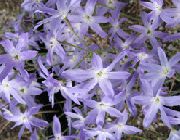 svetlo modra Cvet Veličastvo Sonca (Leucocoryne) fotografija