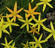 κίτρινος  Ζωγραφισμένα Λουλούδια Παγώνι, Παγώνι Αστέρια (Spiloxene) φωτογραφία