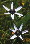 білий Квітка Спілоксене (Spiloxene) фото