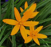 orange  Malt Påfugl Blomst, Påfugl Stjerner (Spiloxene) bilde