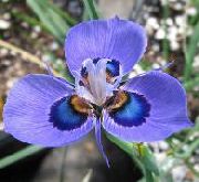 jasnoniebieski Kwiat Morey (Moraea) zdjęcie