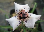 bianco Fiore Moraea  foto