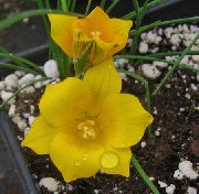 gul Blomst Romulea  foto
