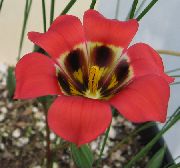 czerwony Kwiat Romuleya (Romulea) zdjęcie