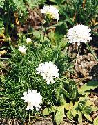 hvit Blomst Sea ​​sparsommelighet (Armeria  juniperifolia) bilde
