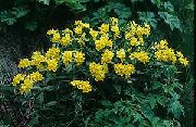 ყვითელი ყვავილების Arnebia (Arnebia  pulchra) ფოტო