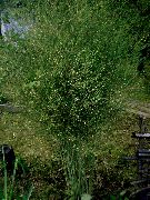 Asparago verde Fiore