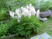 λευκό λουλούδι Astilbe, Γενειάδα Ψευδή Κατσικίσιο, Fanal  φωτογραφία