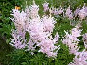 garden flowers pink Astilbe, False Goat's Beard, Fanal Astilbe photos, description, cultivation and planting, care and watering
