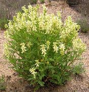 dzeltens Zieds Astragalus  foto