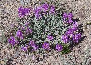 púrpura Flor Astrágalo (Astragalus) foto