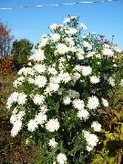 bílá Květina Astra (Aster) fotografie