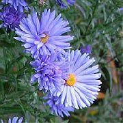 lyse blå Blomst Aster  bilde