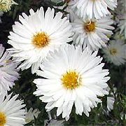 fehér Virág Őszirózsa (Aster) fénykép