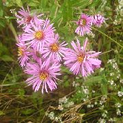 garden flowers pink New England aster  Aster novae-angliae photos, description, cultivation and planting, care and watering