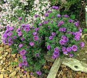 新英格兰紫苑 紫丁香 花