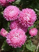 garden flowers pink China Aster Callistephus chinensis photos, description, cultivation and planting, care and watering