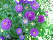 Астра Однорічна (Каллістефус) фіолетовий Квітка