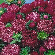 China Aster burgundia Floare
