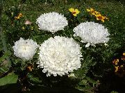 λευκό λουλούδι Κίνα Aster (Callistephus chinensis) φωτογραφία