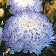 blau Blume China Aster (Callistephus chinensis) foto