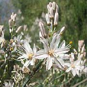 biela Kvetina Biela Asphodel (Asphodelus) fotografie