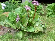 garden flowers pink Bergenia Bergenia photos, description, cultivation and planting, care and watering