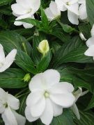 бял Цвете Търпение Растение, Балсам, Бижу С Плевелите, Зает Лизи (Impatiens) снимка