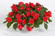 rouge Fleur Patience Plante, Baumier, Joyau Mauvaises Herbes, Lizzie Occupé (Impatiens) photo