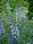 lyse blå Blomst Falske Indigo (Baptisia) bilde