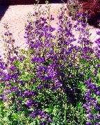 purpurs Zieds Viltus Indigo (Baptisia) foto