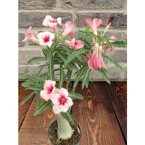    Flower Light Pink, ,   -     , -,   