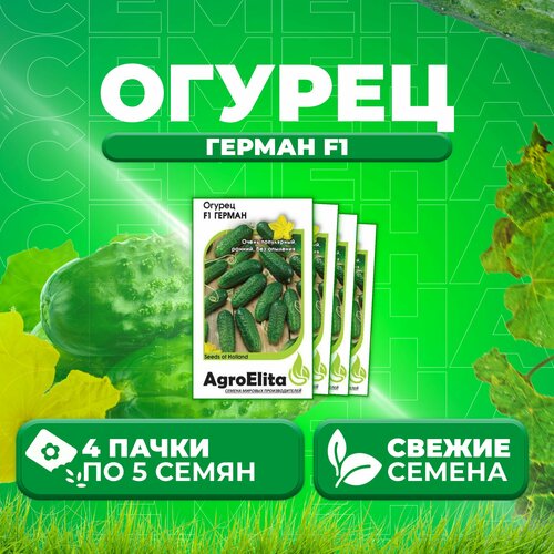     F1, 5, AgroElita, Seminis (4 )  -     , -,   