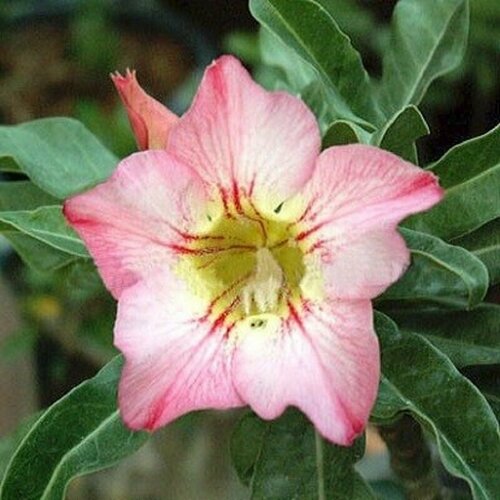   , Adenium Obesum Desert Rose FANTASTIC, ,   -     , -,   