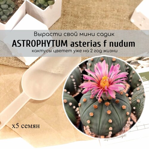      Astrophytum asterias f nudum /   .          -     , -,   