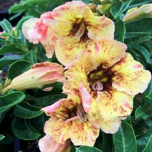   , Adenium Obesum Desert Rose YELLOW TIGER, ,   -     , -,   