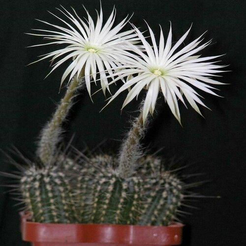      (Setiechinopsis MIRABILIS),   -     , -,   